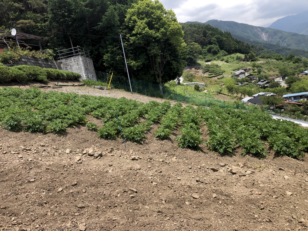 下栗芋