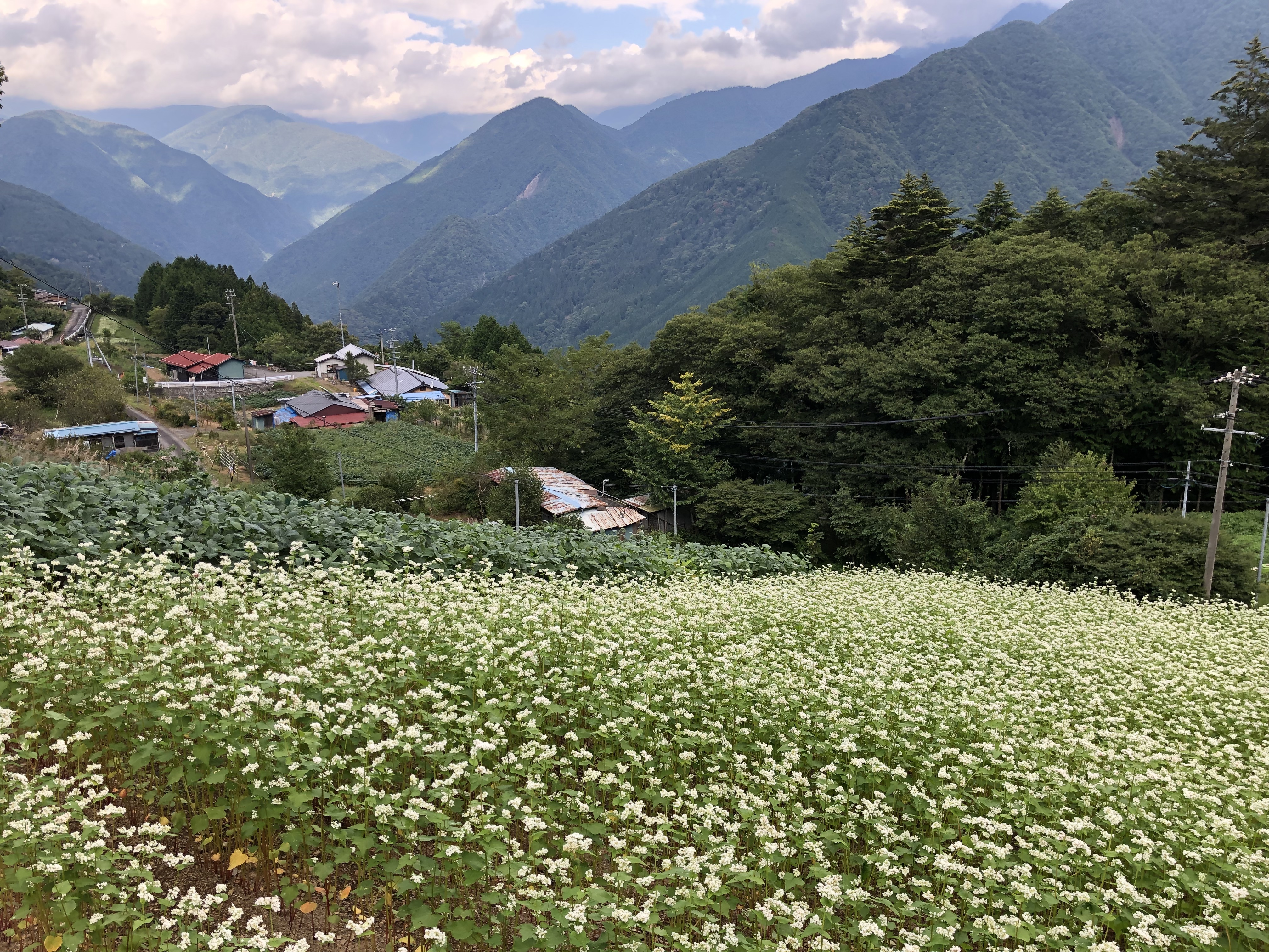 蕎麦