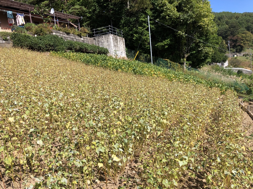 蕎麦の収穫