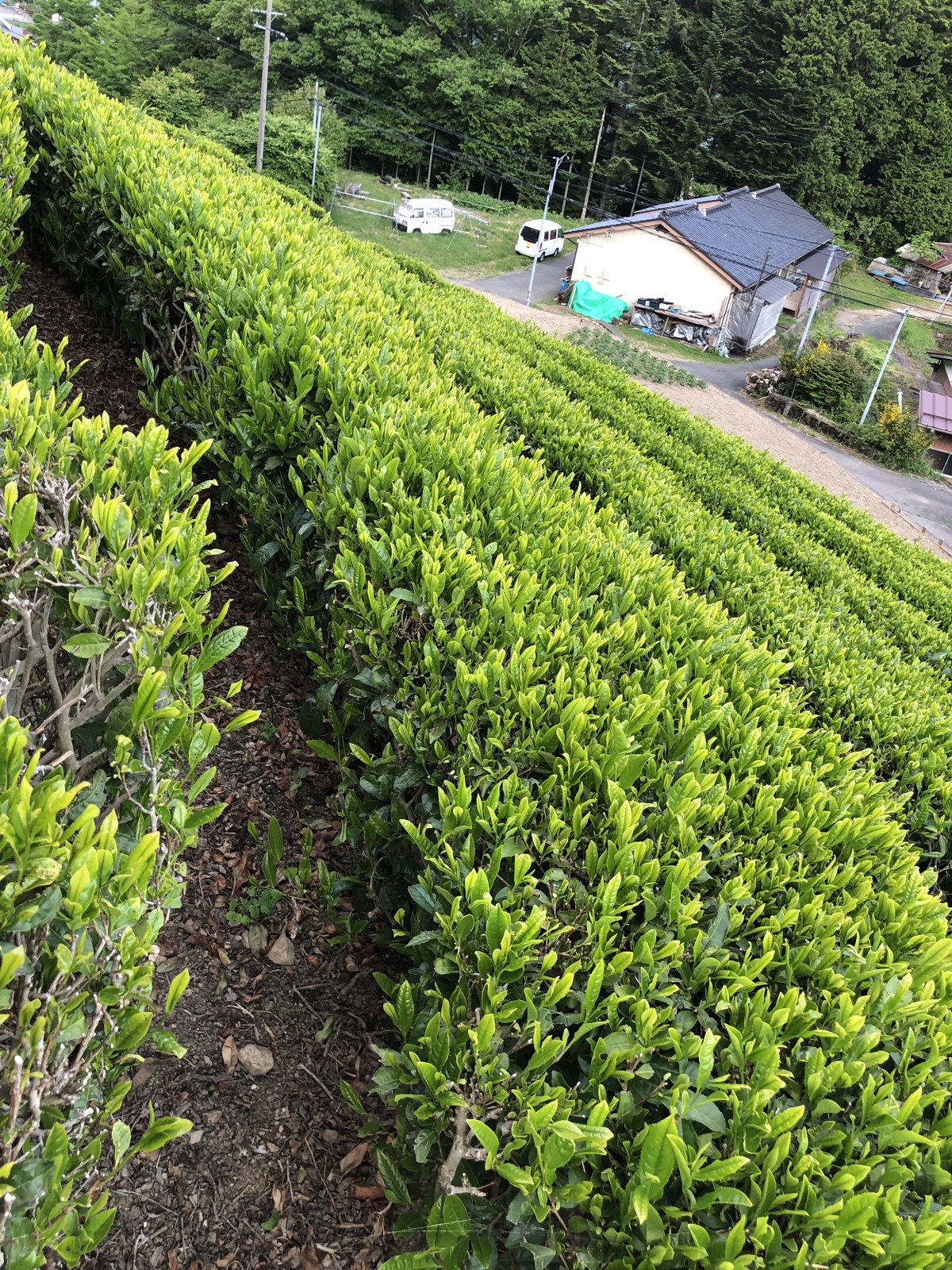 お茶