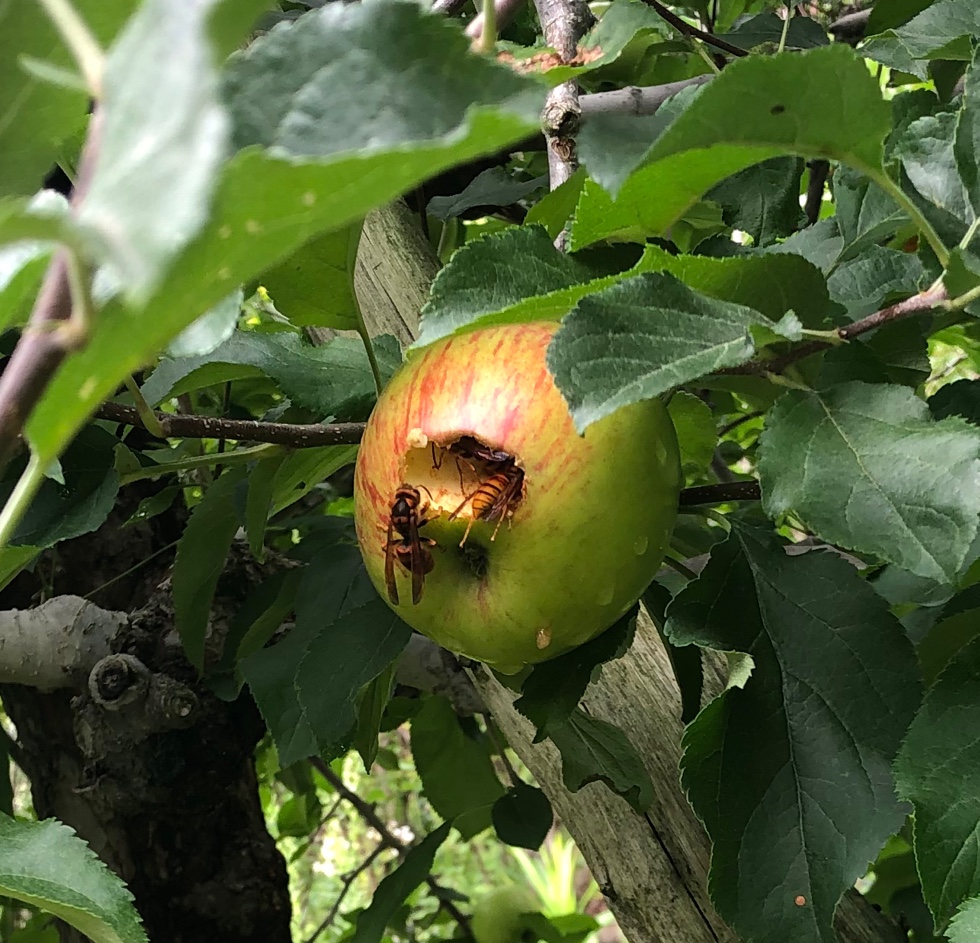 蜂