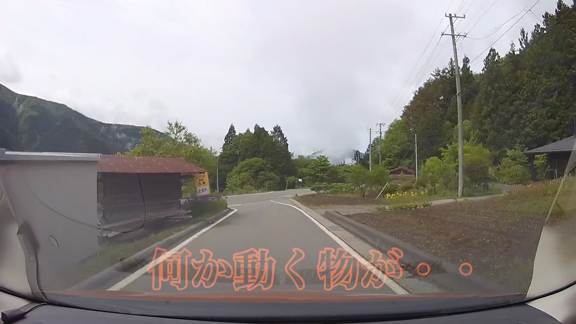 タヌキ