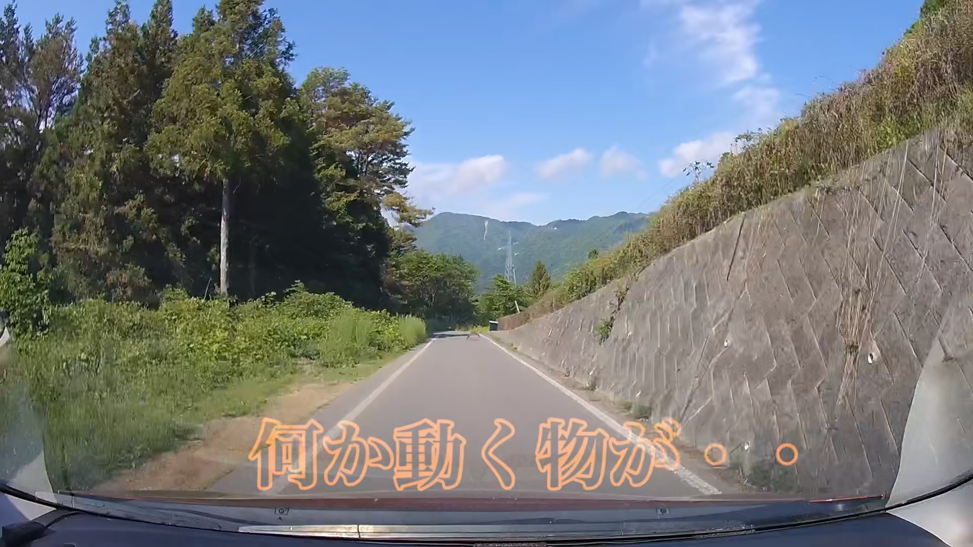トンビ